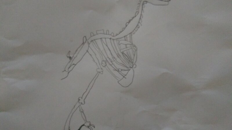 Skeleton of a Dodo Bird