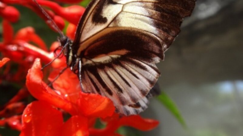 Beautiful Butterfly 
