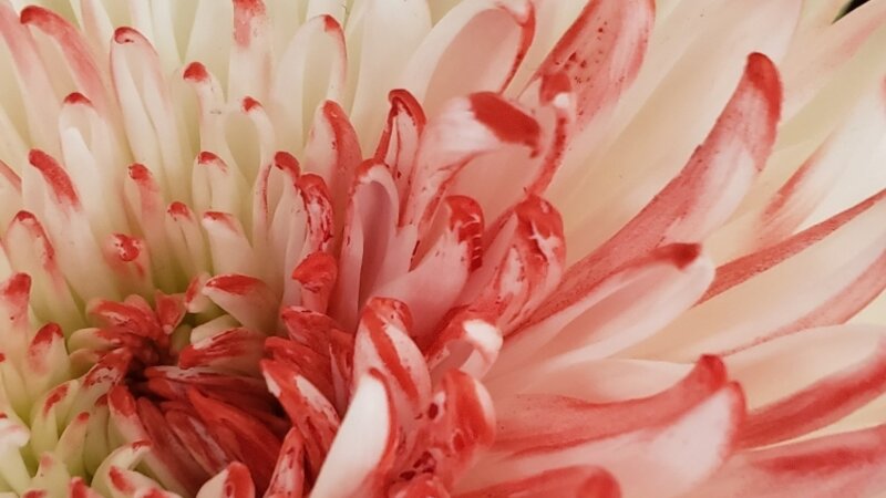 Red and White Mum