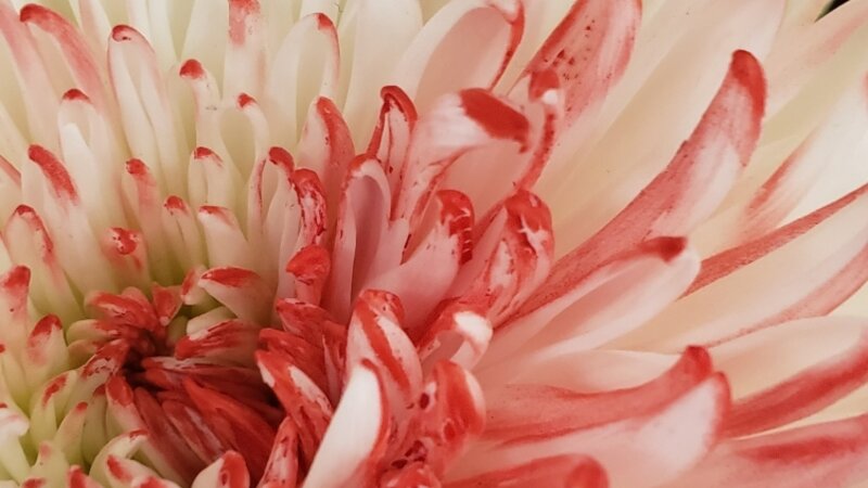 Red and White Mum