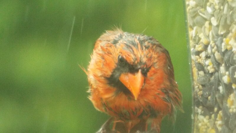 Rainy Day