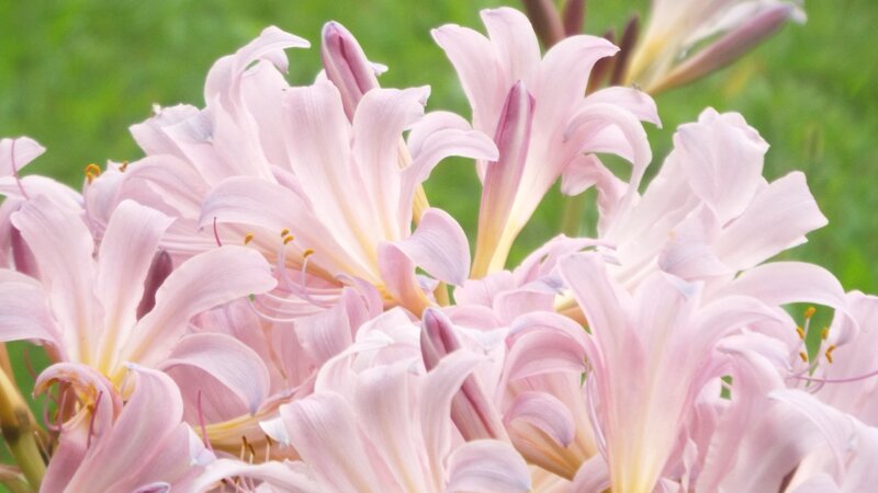 Belladonna Lily