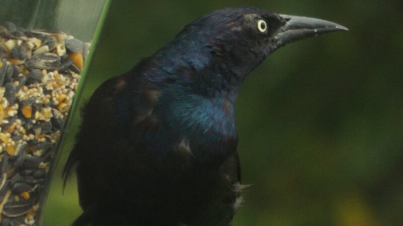 The Grackle