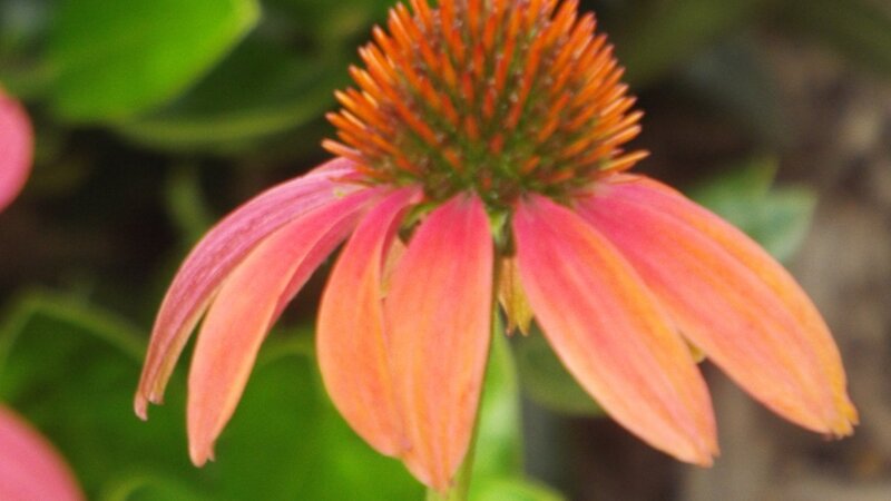 Coneflower 