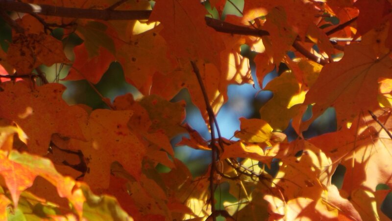 The Grandeur of Fall