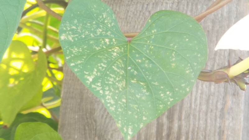 Surprise Heart