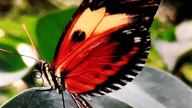 This Gorgeous Monarch Butterfly Photography Artpiece was taken by myself, Barilyn, and is done in "Truliformat. 