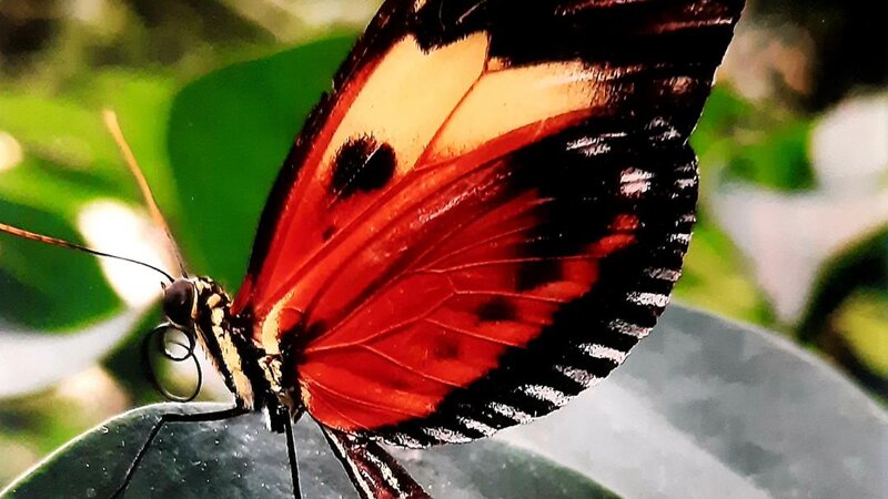 This Gorgeous Monarch Butterfly Photography Artpiece was taken by myself, Barilyn, and is done in "Truliformat. 