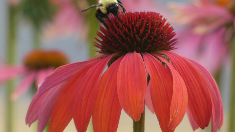 Bee on coneflower 