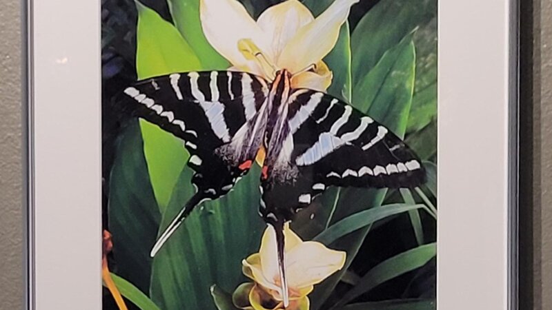 Zebra Swallowtail