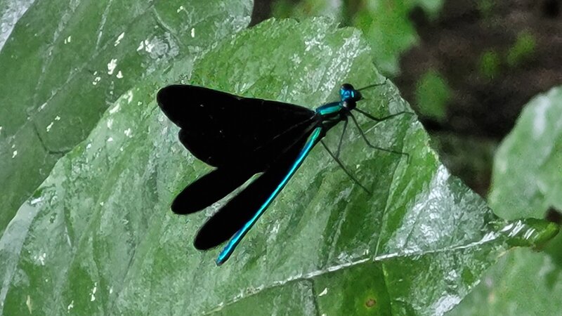 Blue Darter Respite
