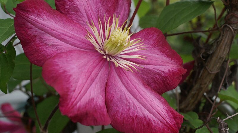 Clematis