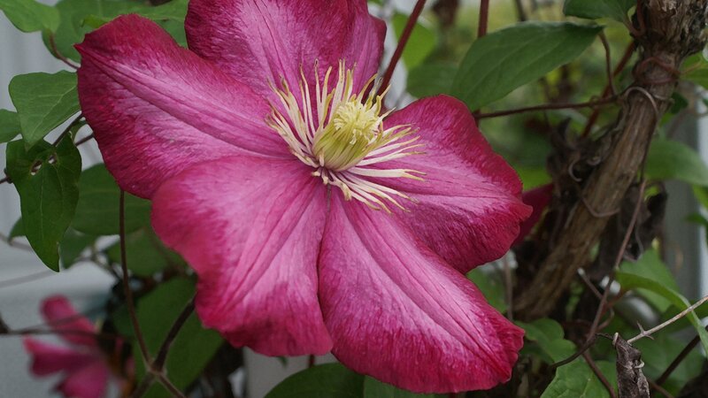 Clematis