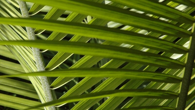 Light and a Shade of Green