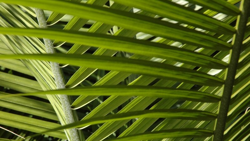 Light and a Shade of Green