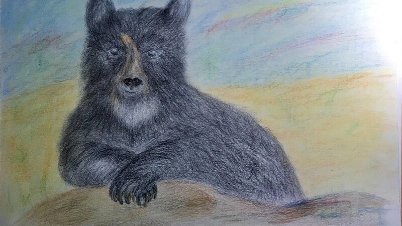 Bear