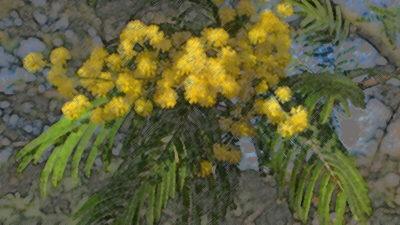 Acacia