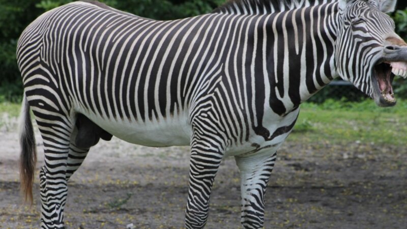Sleepy Zebra