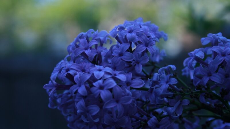 Lilacs