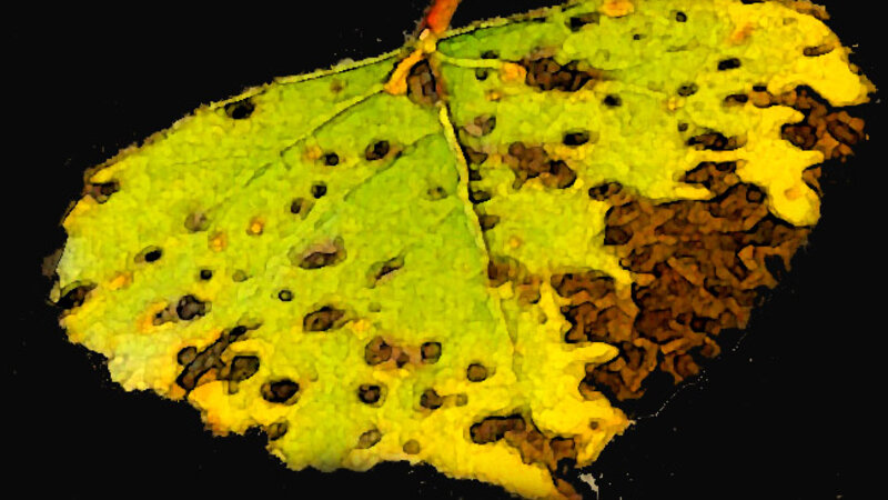 Leaf Series Number 1