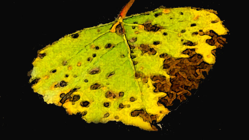 Leaf Series Number 1