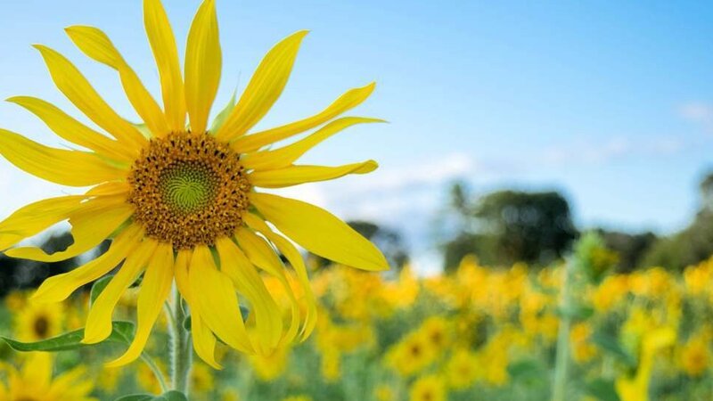 Simsbury Sunflowers