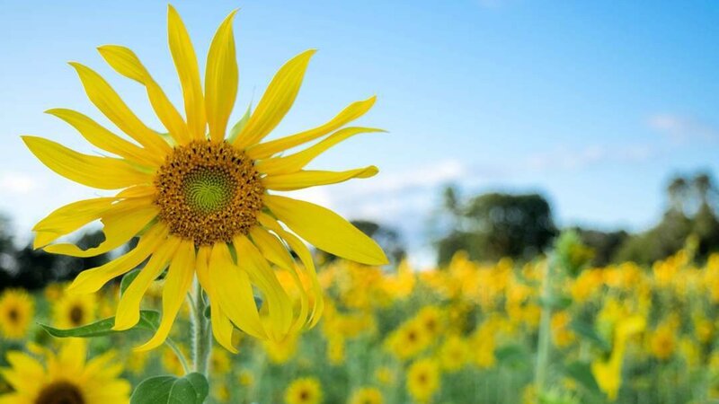 Simsbury Sunflowers