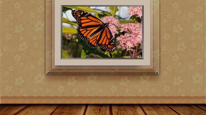 3D Butterfly Room