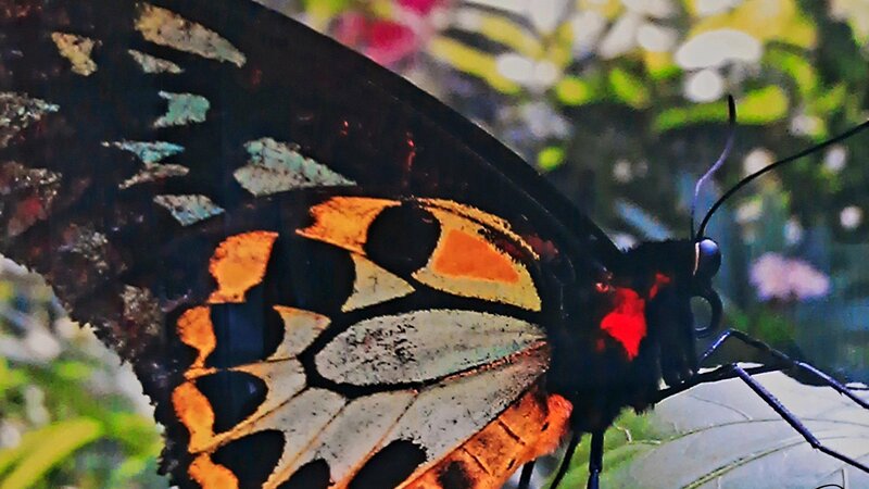 This Gorgeous Photography Artpiece was taken by myself, Barilyn.  It is done in "Trulife" format. It has a professional mounting on the back and is ready to hang.