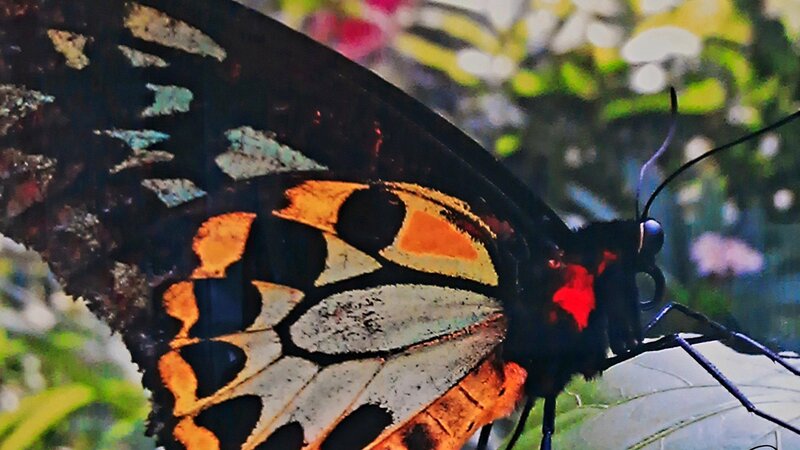 This Gorgeous Photography Artpiece was taken by myself, Barilyn.  It is done in "Trulife" format. It has a professional mounting on the back and is ready to hang.