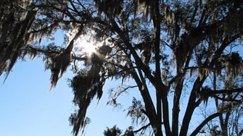 The Tree