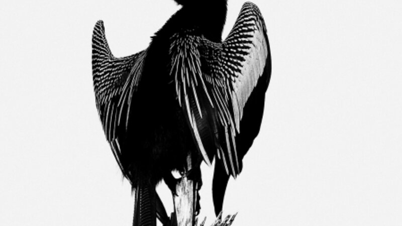 Anhinga in Black and White