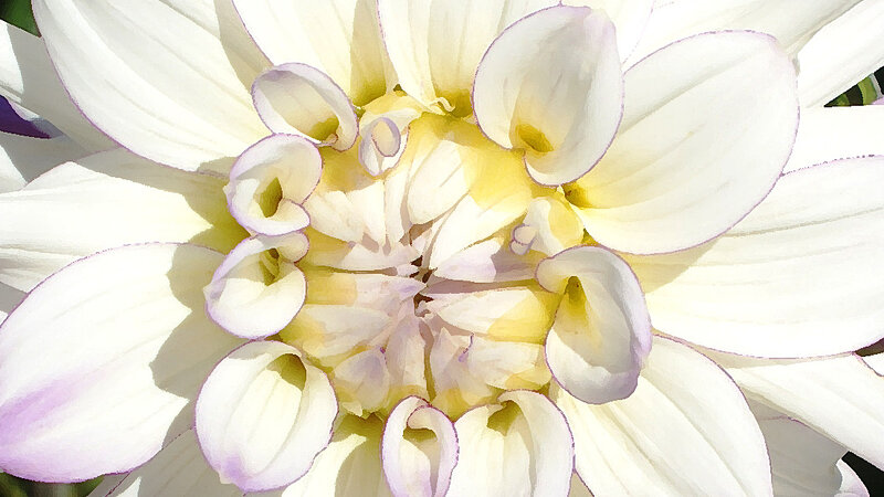 Dahlia Series Number 1
