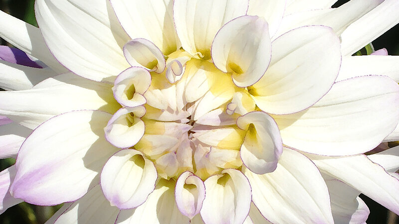 Dahlia Series Number 1