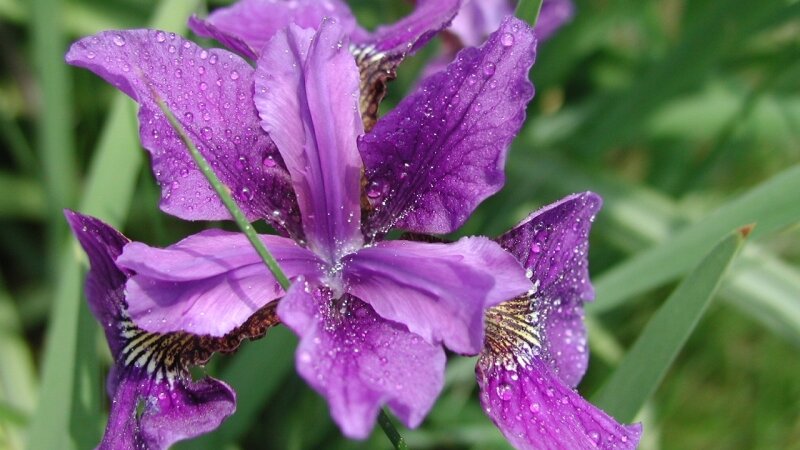 Royal Iris