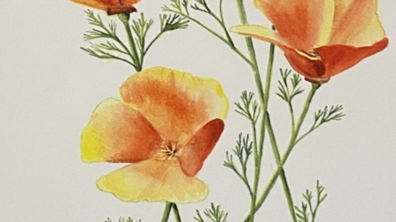 California Poppies