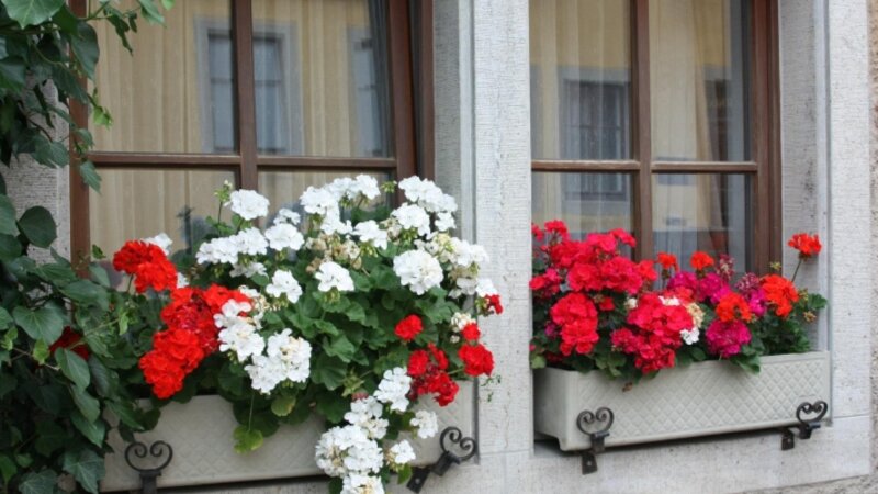 flower power
