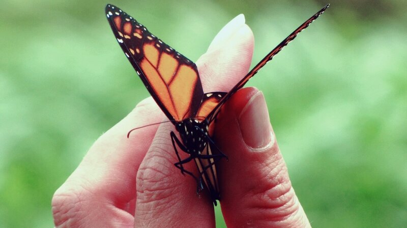 It is a beauty that will choke you.