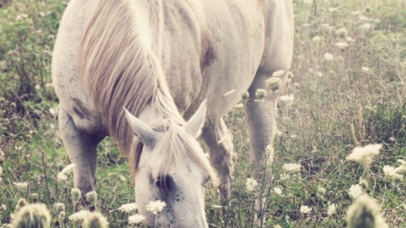 The Meadow