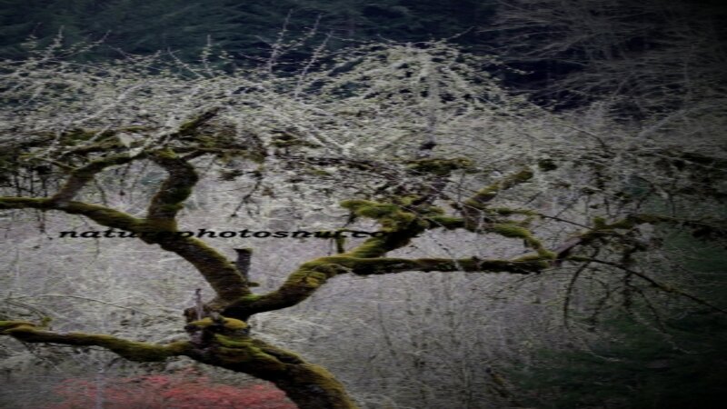 Trees of Spring