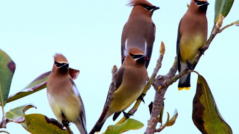 4 waxwings