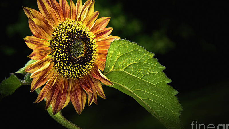 Sunflower Black Background