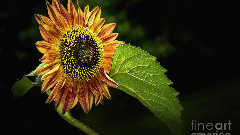 Sunflower Black Background