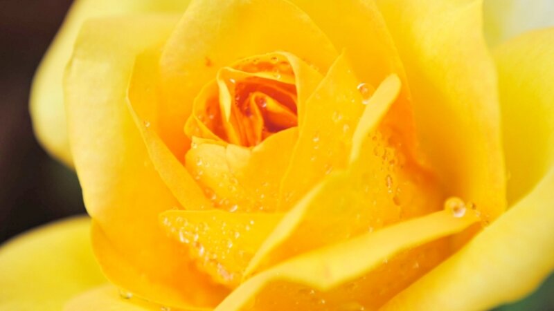 Rain drop on a rose