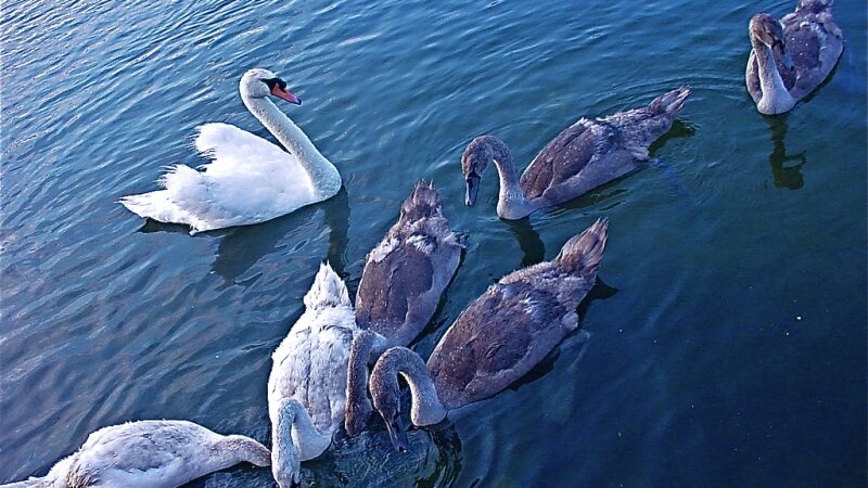 Story of Agnes - Seven-Swans-A-Swimming