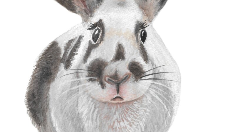 Notty the Rabbit