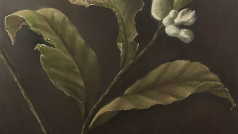 What the hail: Lemon Tree