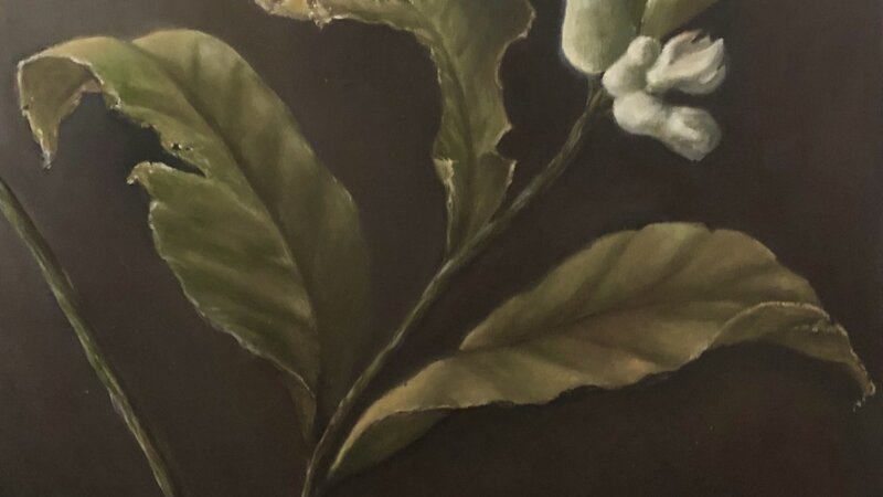 What the hail: Lemon Tree