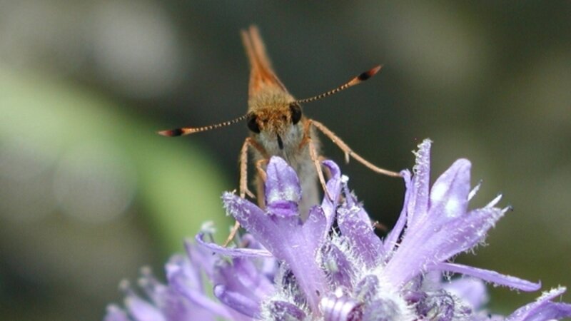 Fiery Skipper