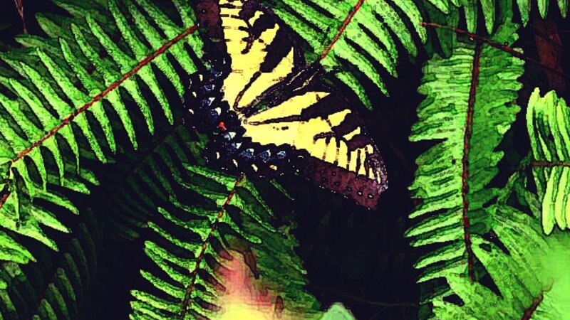 Butterfly on Fern